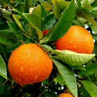 BUY organic mandarins