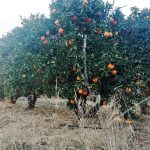 naranja ecológica de zumo